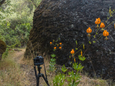 Humboldt lily - Upper Bidwell Park wildflowers, June 2023